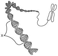 genetics and biotechnology, heredity affected due to changes in DNA fig: lenv62012-exam_w_g6.png